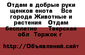 Отдам в добрые руки щенков енота. - Все города Животные и растения » Отдам бесплатно   . Тверская обл.,Торжок г.